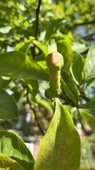 Aceria erinea