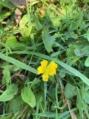Potentilla reptans