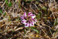 Pedicularis sudetica