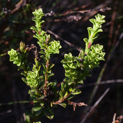 Pseudoselago serrata