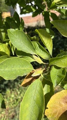 Aceria erinea