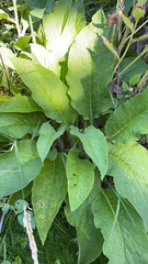 Symphytum officinale