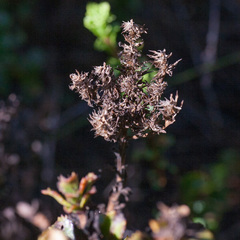 Pseudoselago serrata