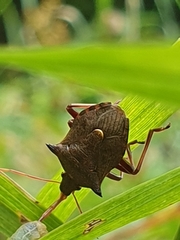 Picromerus bidens