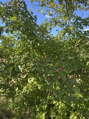 Crataegus