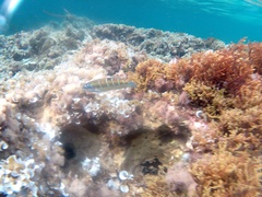 Thalassoma pavo