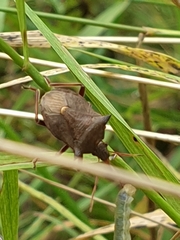 Picromerus bidens