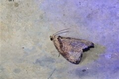 Olethreutes exoletum