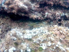 Thalassoma pavo