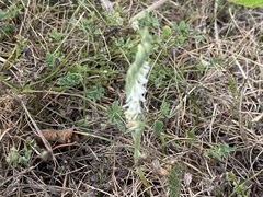 Spiranthes spiralis