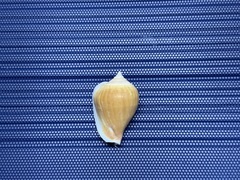 Laevistrombus canarium