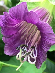 Cobaea scandens