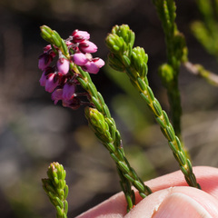 Erica pulchella