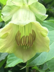 Cobaea scandens
