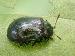 Plagiosterna aenea
