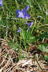 Polemonium acutiflorum