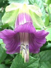 Cobaea scandens