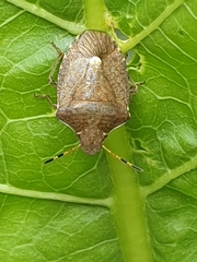 Peribalus strictus vernalis