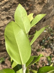 Olea capensis image