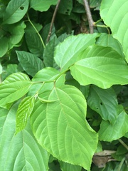 Cobaea scandens
