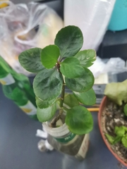Magnoliopsida