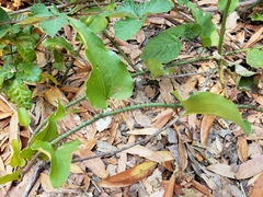 Smilax californica