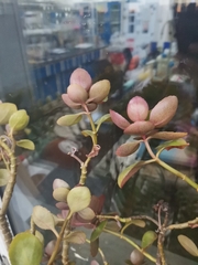 Magnoliopsida