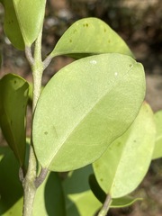 Olea capensis image