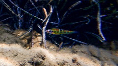 Thalassoma pavo