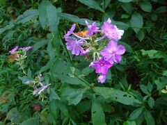 Phlox paniculata