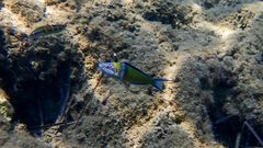 Thalassoma pavo