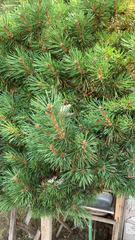 Pinus sylvestris