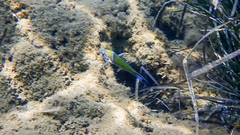 Thalassoma pavo