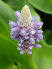 Pontederia cordata