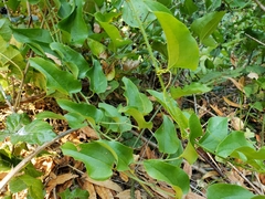 Smilax californica