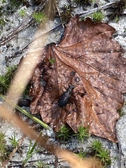 Cicindela punctulata