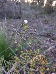 Drosera pallida