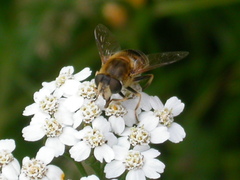 Eristalis nemorum