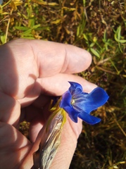 Gentiana pneumonanthe