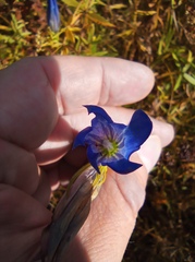 Gentiana pneumonanthe