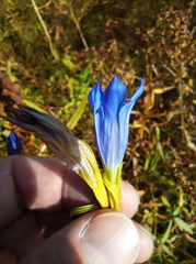 Gentiana pneumonanthe