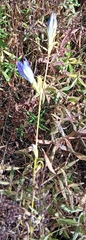 Gentiana pneumonanthe