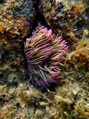Anemonia viridis