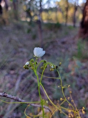 Drosera pallida