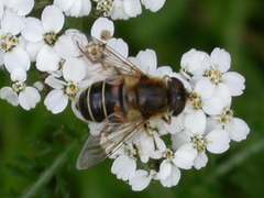 Eristalis nemorum