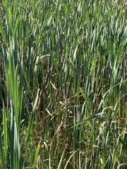Typha