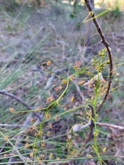 Drosera pallida