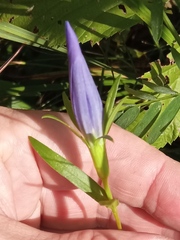 Gentiana pneumonanthe