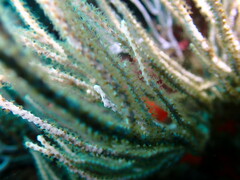 Eunicella singularis