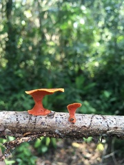 Trametes sanguinea